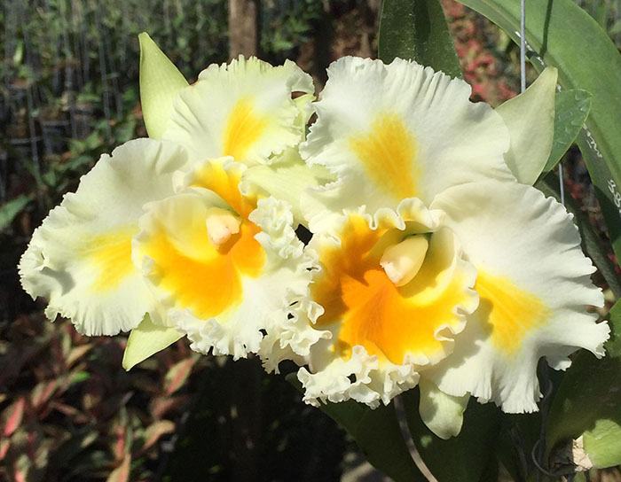 Rhyncholaeliocattleya Shinaphat Diamond 'Golden Wing'