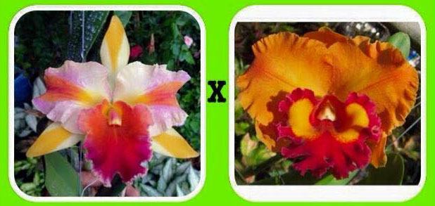 Rhyncholaeliocattleya Amazing Tailand x Yen 24 Carat