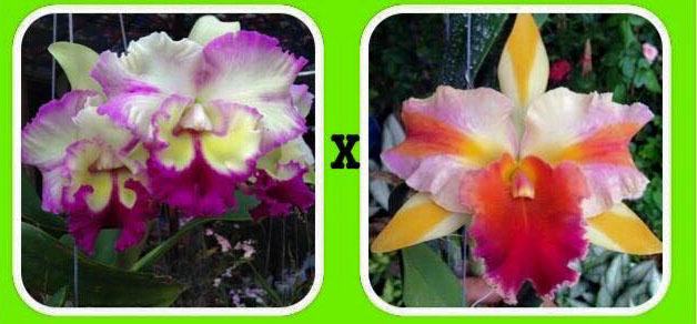 Rhyncholaeliocattleya (Mems Tiang x Mari song) x Amazing Thailand
