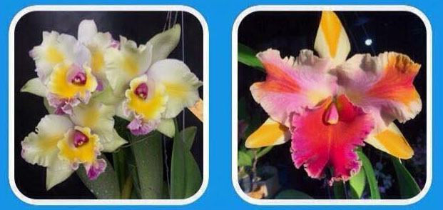 Rhyncholaeliocattleya Napa Valentine x Amazing Tailand