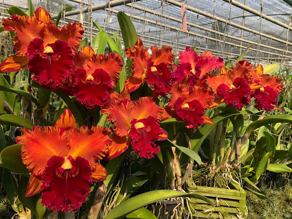 Rhyncholaeliocattleya Hey Song 'Amazing Thailand'