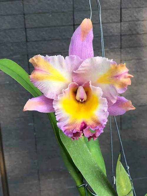 Rhyncholaeliocattleya Rungnapha Fancy x Hall Of Fame