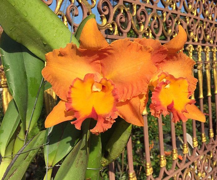 Rhyncholaeliocattleya Suvarnabhumi Delight 'Salmon Queen'