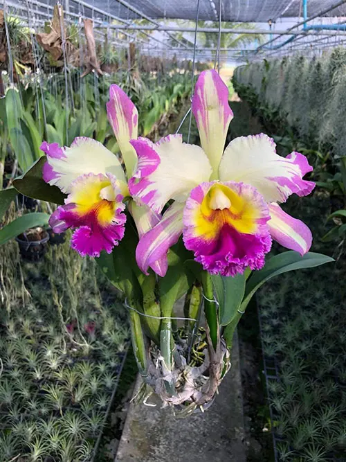 Rhyncholaeliocattleya Sripatum pink 'Spash'