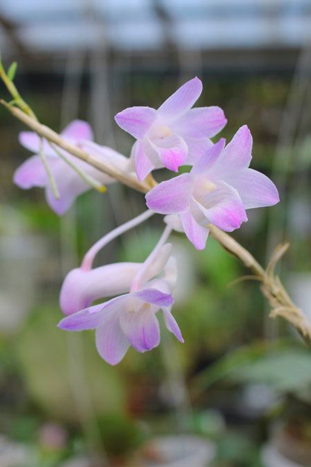 Dendrobium fairchildae