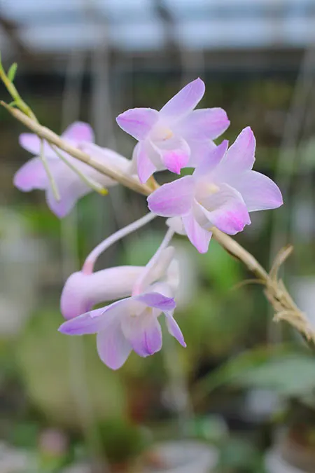 Dendrobium fairchildae