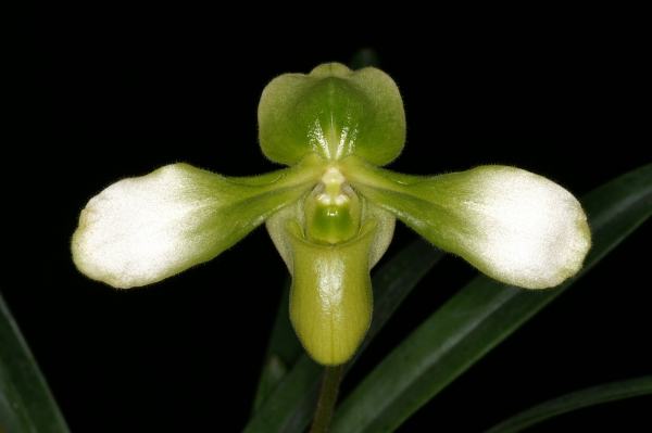 Paphiopedilum esquirolei chiuvanum alba