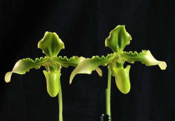Paphiopedilum hirsutissimum var esquirolei fma viride 'Rico' SM-DOG