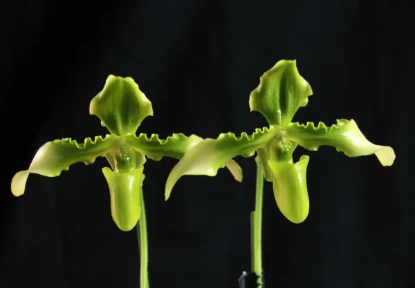 Paphiopedilum hirsutissimum var esquirolei fma viride 'Rico' SM-DOG