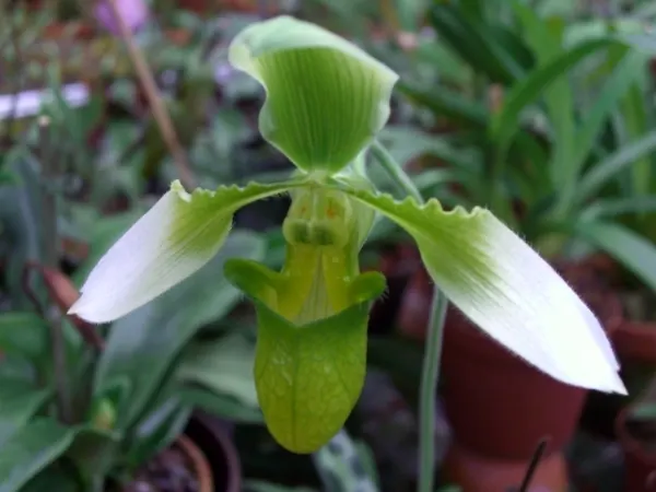 Paphiopedilum wolterianum alba