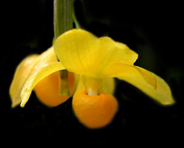 Dendrobium chrysocrepis