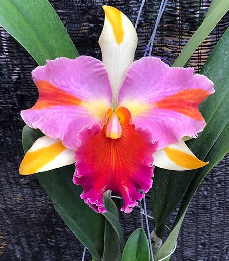 Rhyncholaeliocattleya Amazing Thailand 'Rainbow'
