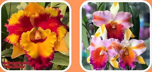 Rhyncholaeliocattleya Rungnapha Fancy 'Warm Welcome' x Amazing Thailand 'Ranbow'