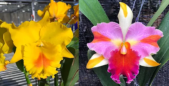 Rhyncholaeliocattleya Amazing Thailand 'Rainbow' x Haadyai Delight