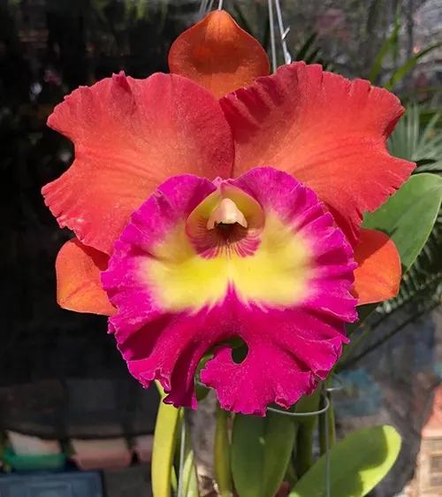 Rhyncholaeliocattleya Siam City