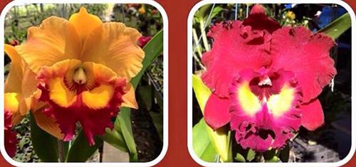 Rhyncholaeliocattleya Yen Golden Master Piece x Cattleya Tainan City