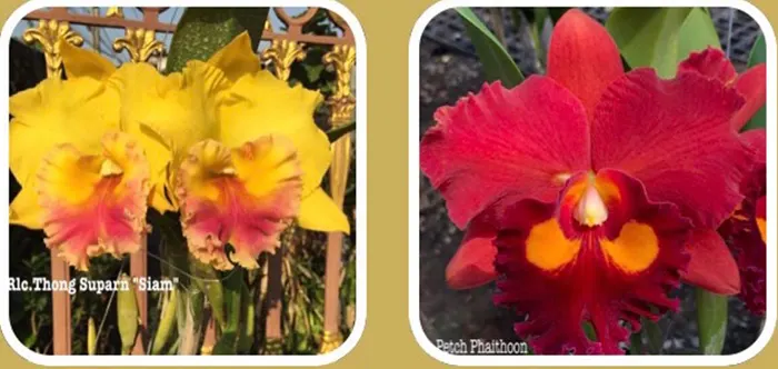 Rhyncholaeliocattleya Thong Suparn 'Siam' x Petch Phaithoon