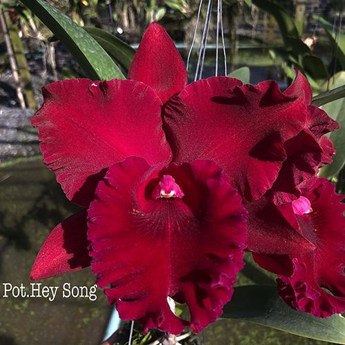 Rhyncholaeliocattleya Hey Song