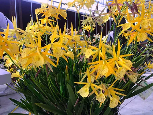 Laeliocattleya Yellow Bird 'Venice'