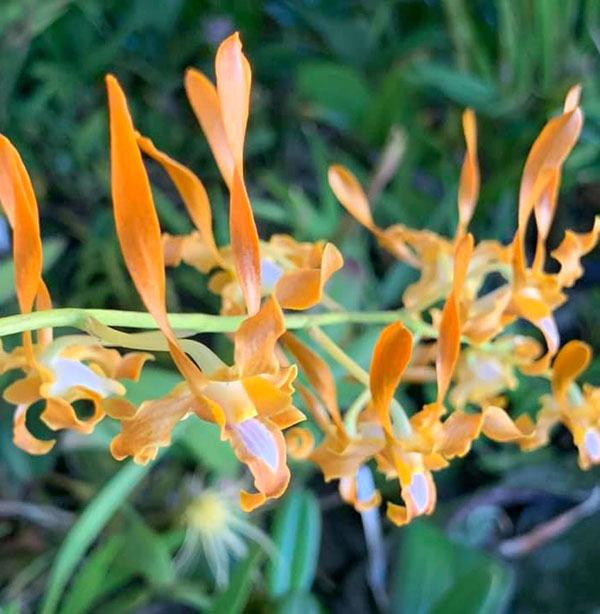 Dendrobium tangerinum