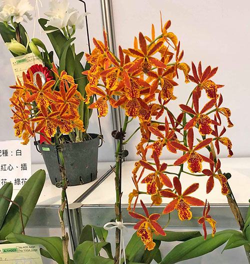 Epicatanthe Volcano Trick 'Volcano Queen'