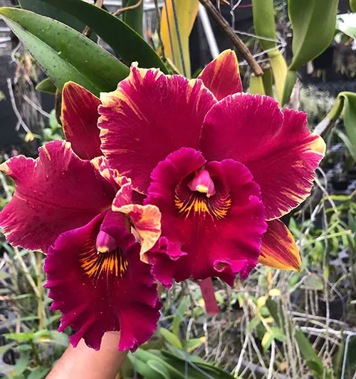 Rhyncholaeliocattleya Hey Song 'Flame dance'