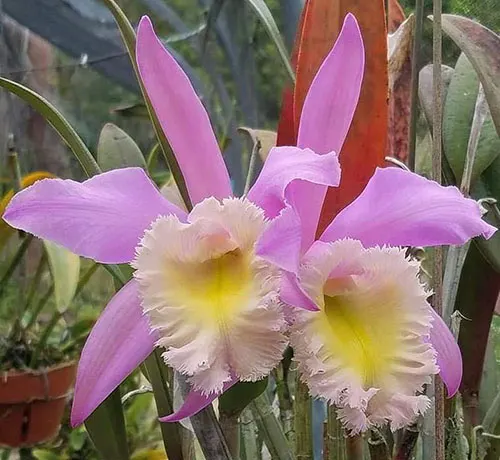 Cattleya loddigesii x Brassavola digbyana