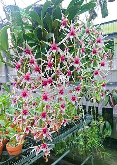 Epigeneium lyonii