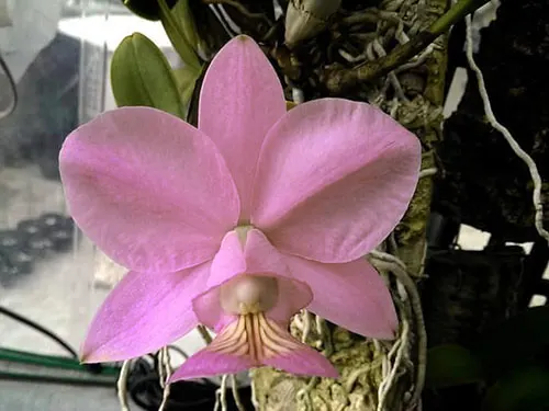 Cattleya nobilior concolor