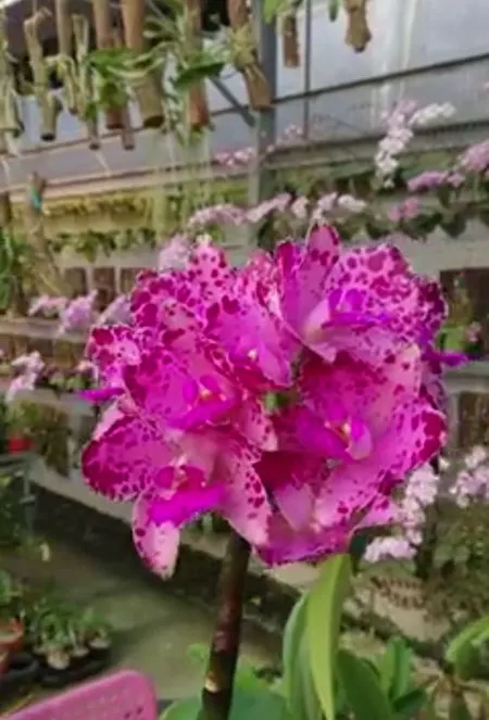 Cattleya amethystoglossa rubra (#3 x #2)