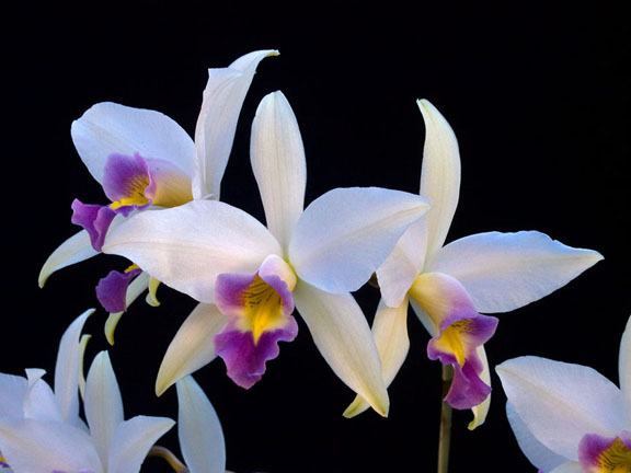 Laelia anceps coerulea 'Fort Caroline'