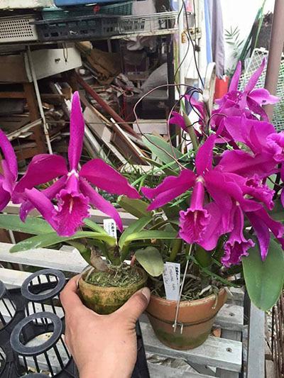 Cattleya maxima rubra 'Dark Star' x self