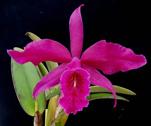Cattleya maxima rubra 'Darth Vader'