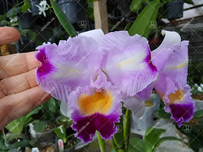 Cattleya trianae fma trilabelo 'Lia'