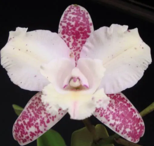 Cattleya Marie Haga (710)