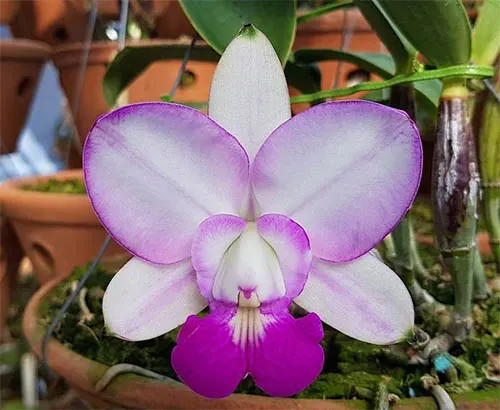 Cattleya walkeriana semi-alba 'Perfect Blush'