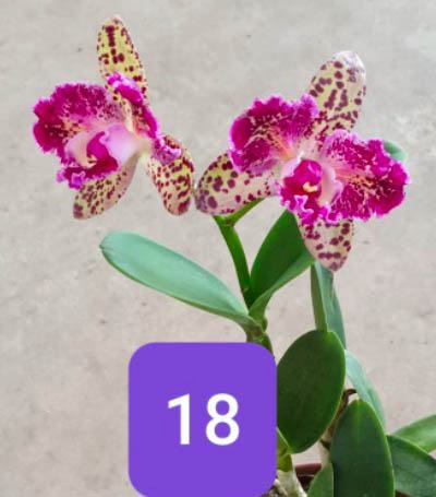 Brassolaeliocattleya Durigan Aquarius Tetraploide #18