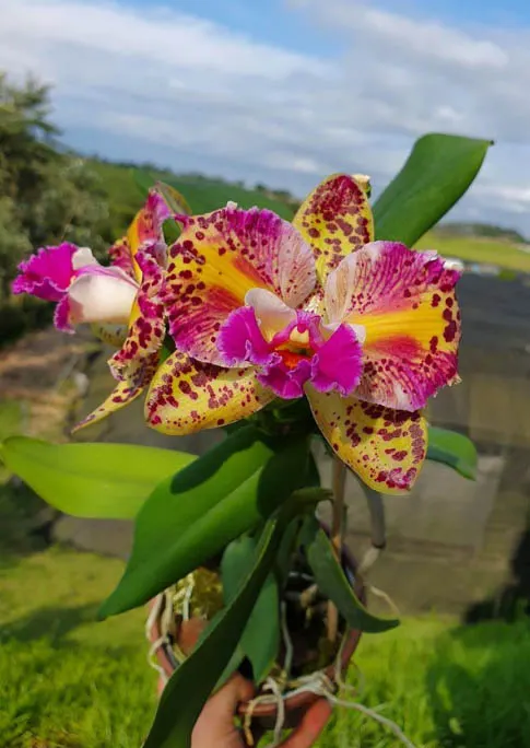 Brassolaeliocattleya Durigan Gemini Tetraploide