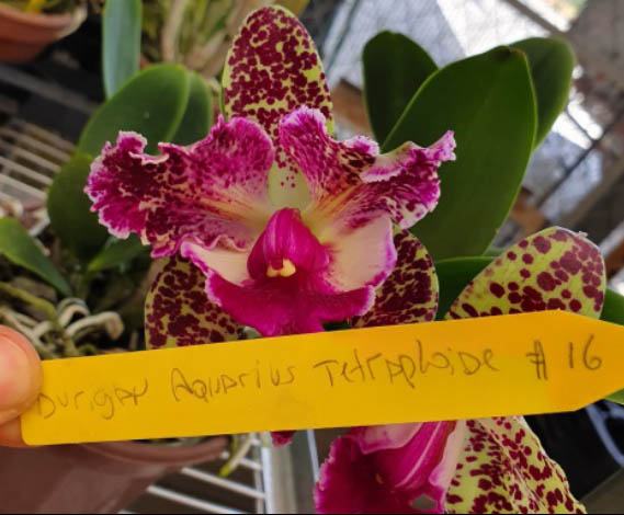 Brassolaeliocattleya Durigan Aquarius Tetraploide #16