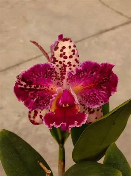 Brassolaeliocattleya Durigan Aquarius Tetraploide #15