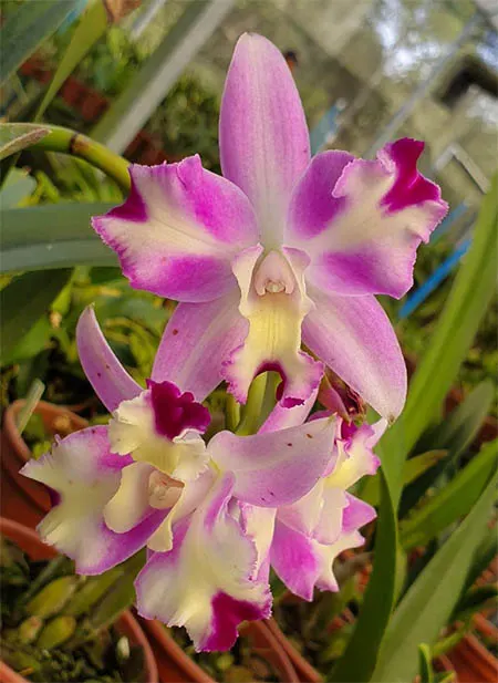 Laeliocattleya Little Mary Marispata