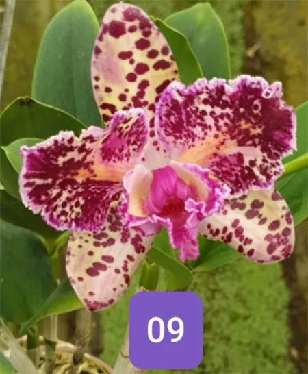 Brassolaeliocattleya Durigan Aquarius Tetraploide #9