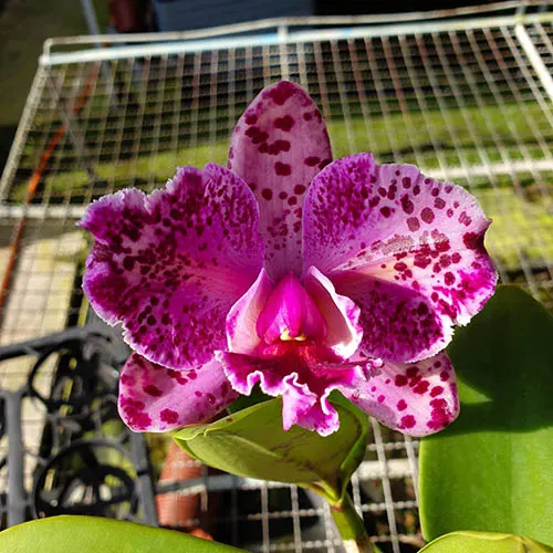 Brassolaeliocattleya Durigan Aquarius Tetraploid #20