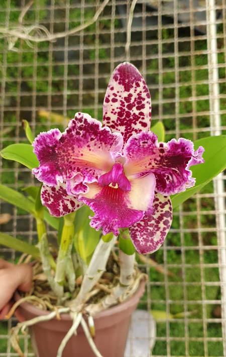 Brassolaeliocattleya Durigan Aquarius Tetraploid #19