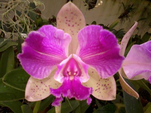 Cattleya Pedra da Gavea