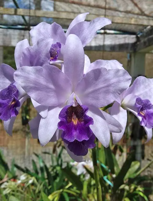 Laeliocattleya Wrigleyi 'Blue Heaven'