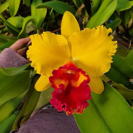 Cattleya Coral Gem