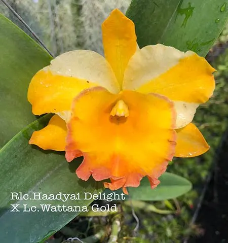 Rhyncholaeliocattleya Haadyai Delight x Cattleya Wattana Gold