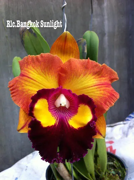 Rhyncholaeliocattleya Bangkok Sunlight