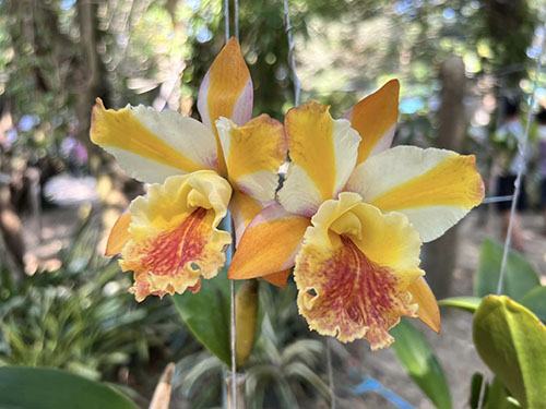 Rhyncholaeliocattleya Siam Fancy x Nell Hammer
